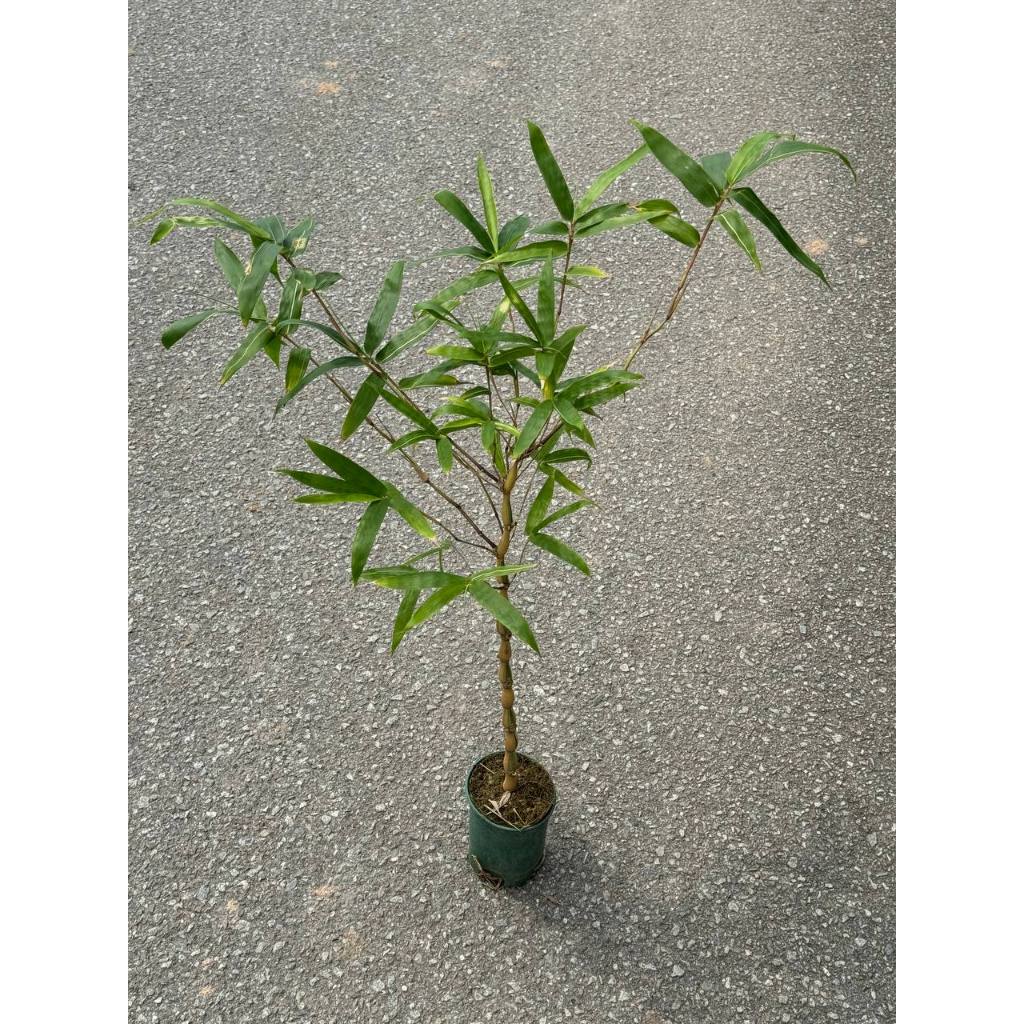 Yellow Variegated Bamboo -Compact trees for Singapore climate | Shopee ...