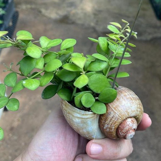 Hoya Panchoi in Hanging Snail Shell *Houseplant* | Shopee Singapore