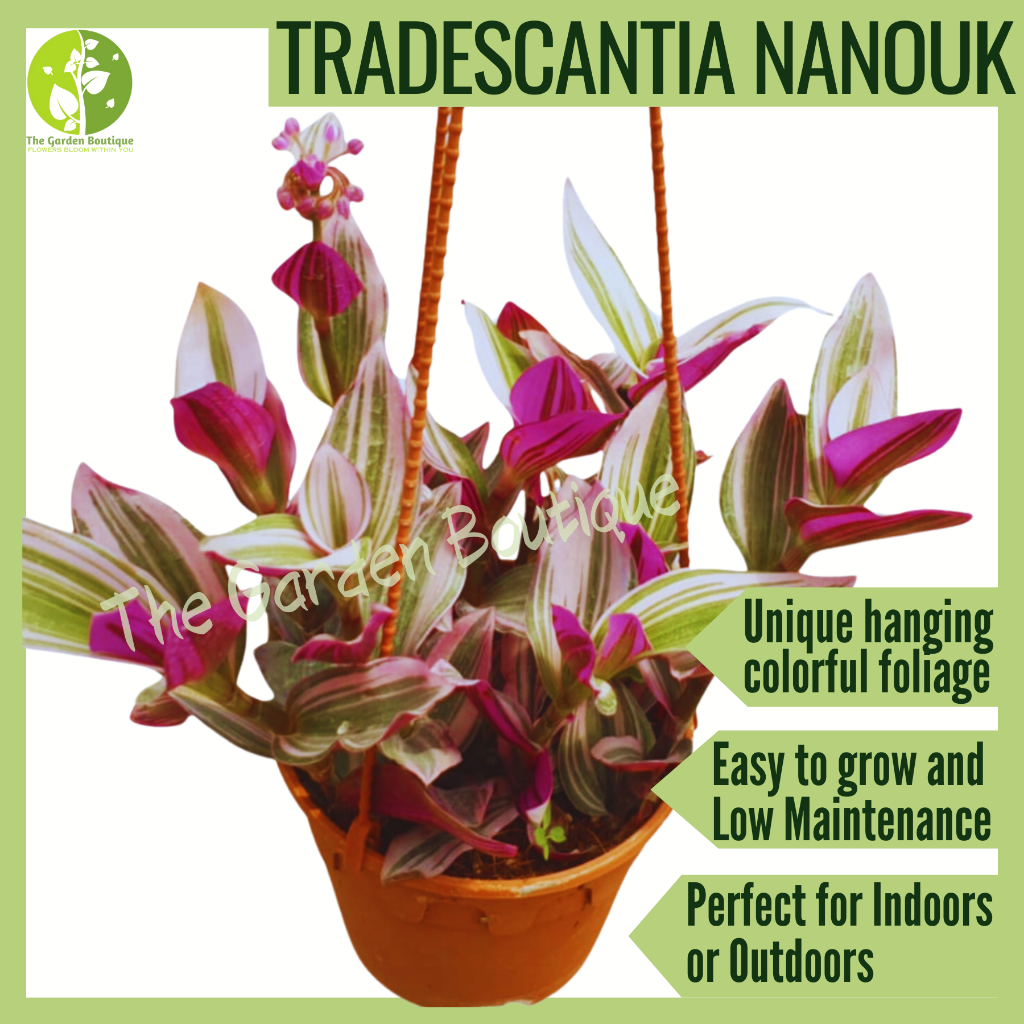 [Local Seller] Tradescantia Nanouk Plant Indoor Hanging Houseplant ...