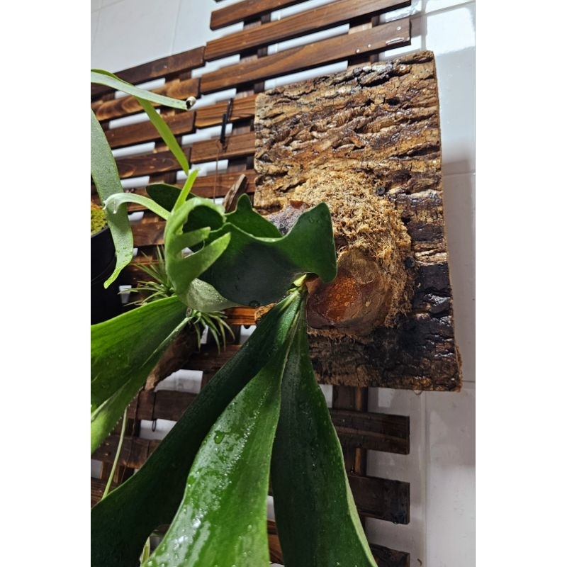 Natural Bark with cock backing for Staghorn Ferns backing. Shopee
