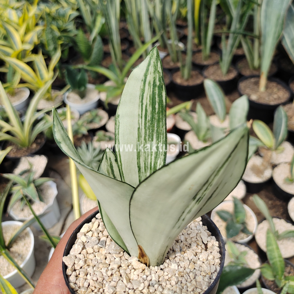 Elegant Sansevieria Moonshine Brazilian - Low Maintenance Indoor Plant |  Shopee Singapore