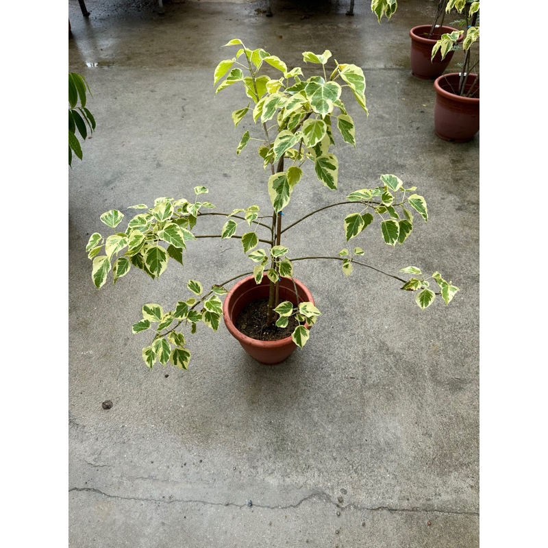 Ficus rumphii Blume 'Variegata', Variegated Mock Bodhi Tree (0.9m ...
