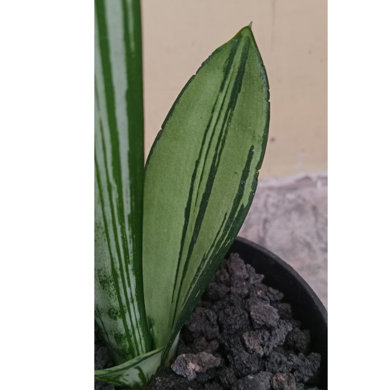 Elegant Sansevieria Moonshine Brazilian - Low Maintenance Indoor Plant |  Shopee Singapore