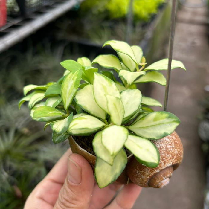 Hoya Heuschkeliana Variegated in Hanging Snail Shell *Houseplant ...