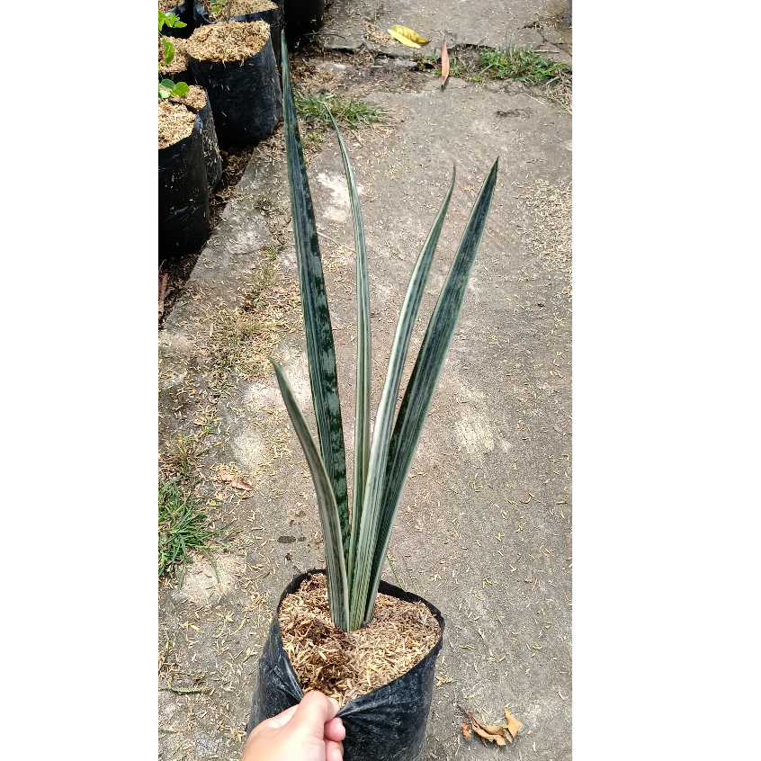 Elegant Sansevieria Silver Queen  The Perfect Indoor Air Purifier | Shopee  Singapore