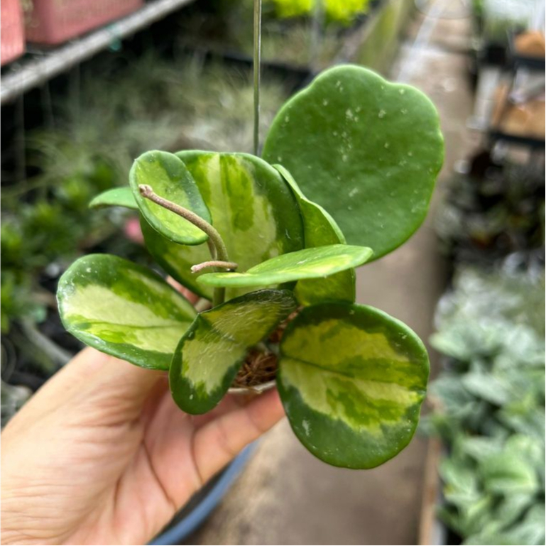 Hoya Obovata Variegated in Hanging Snail Shell *Houseplant* | Shopee ...