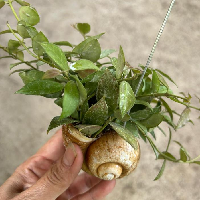 Hoya Rebecca in Hanging Snail Shell *Houseplant* | Shopee Singapore