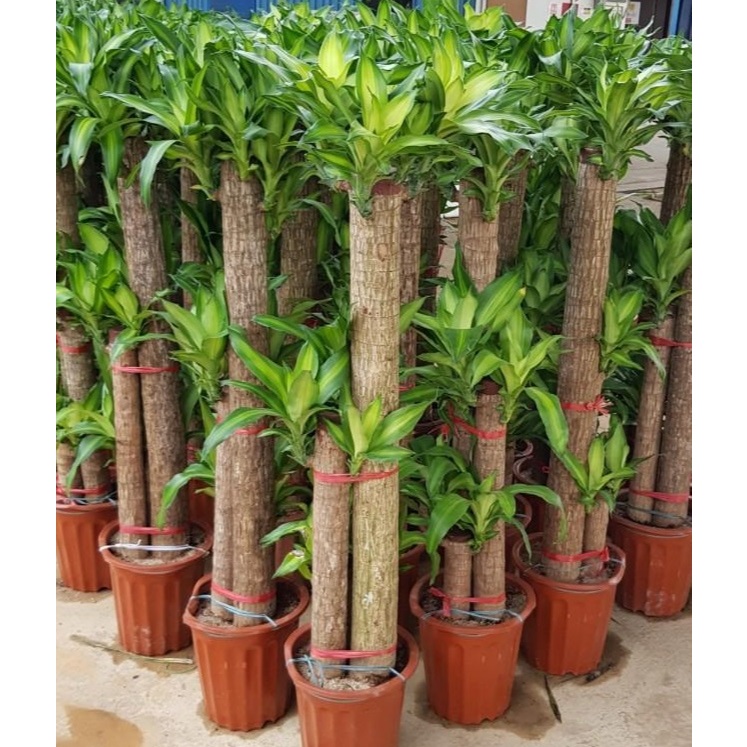 Large Dracaena Fragrans ( Iron Tree), 3 in 1, Corn Plant (0.9 to 1.5mH) -  air purifying plant (NASA STUDY)