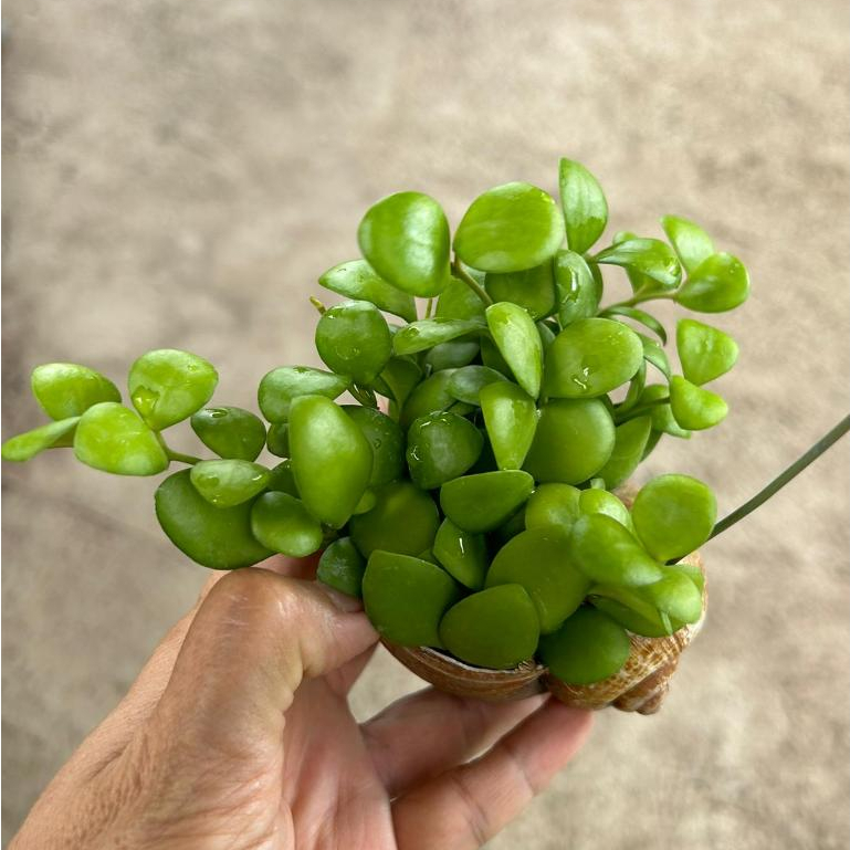 Hoya Heuschkeliana Yellow in Hanging Snail Shell *Houseplant* | Shopee ...