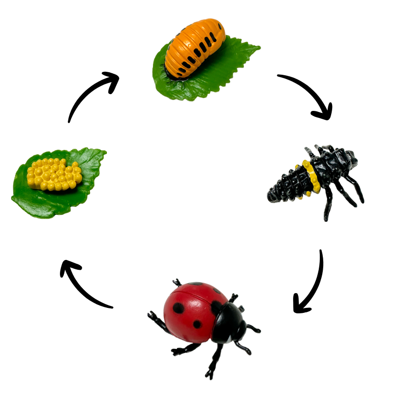 Learningstore Life Cycle Model of Ladybug | Shopee Singapore