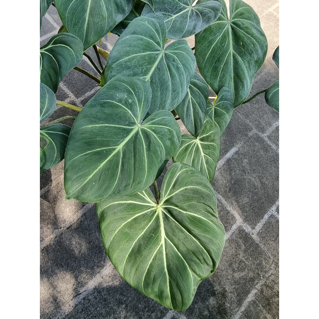Philodendron Gloriosum White Vein [REAL PLANT] #supportlocal *All Plants  sold are based on pot size* | Shopee Singapore