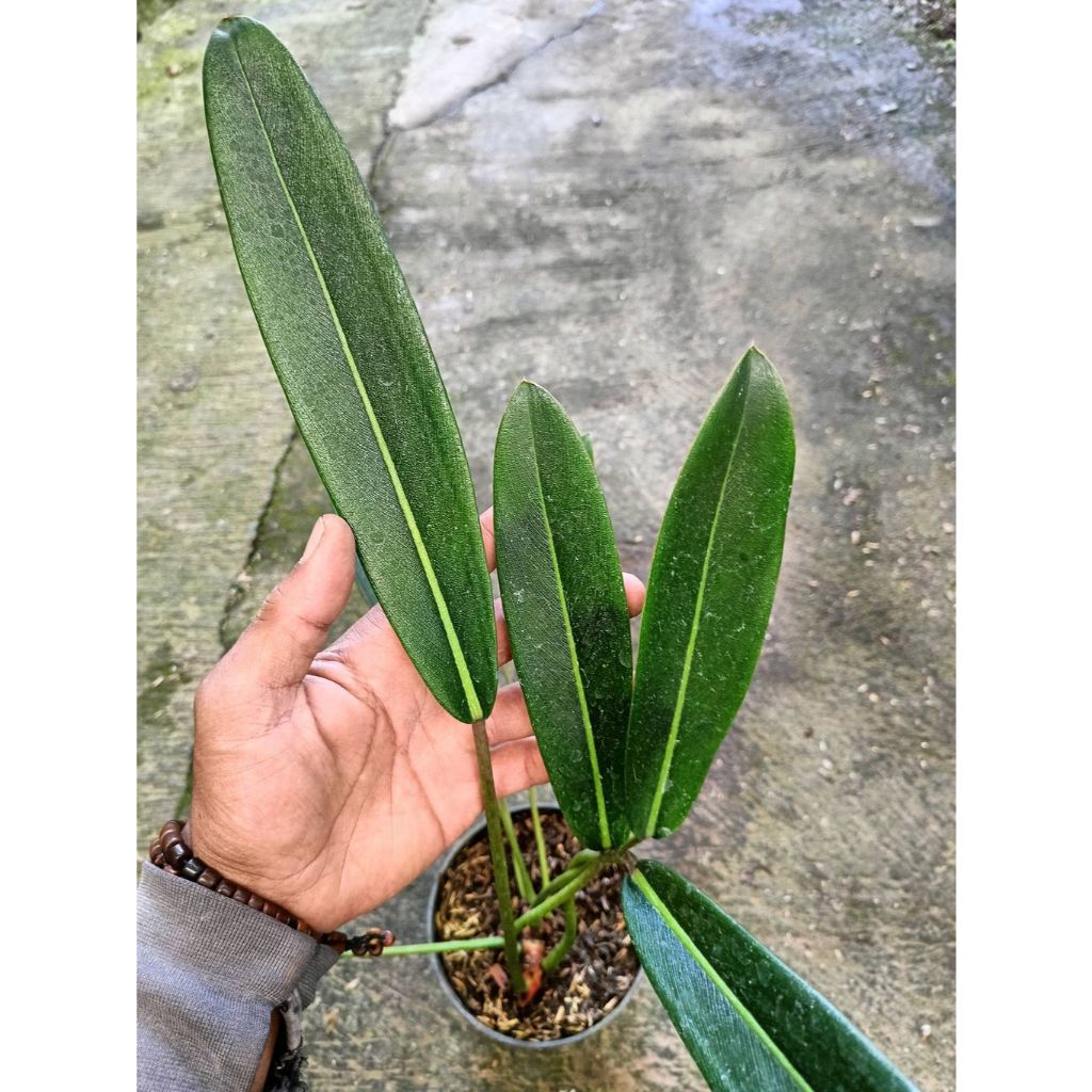 succulent dark green Black Rose
