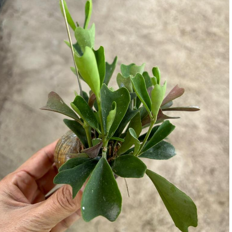 Hoya Manipurensis in Hanging Snail Shell *Houseplant* | Shopee Singapore