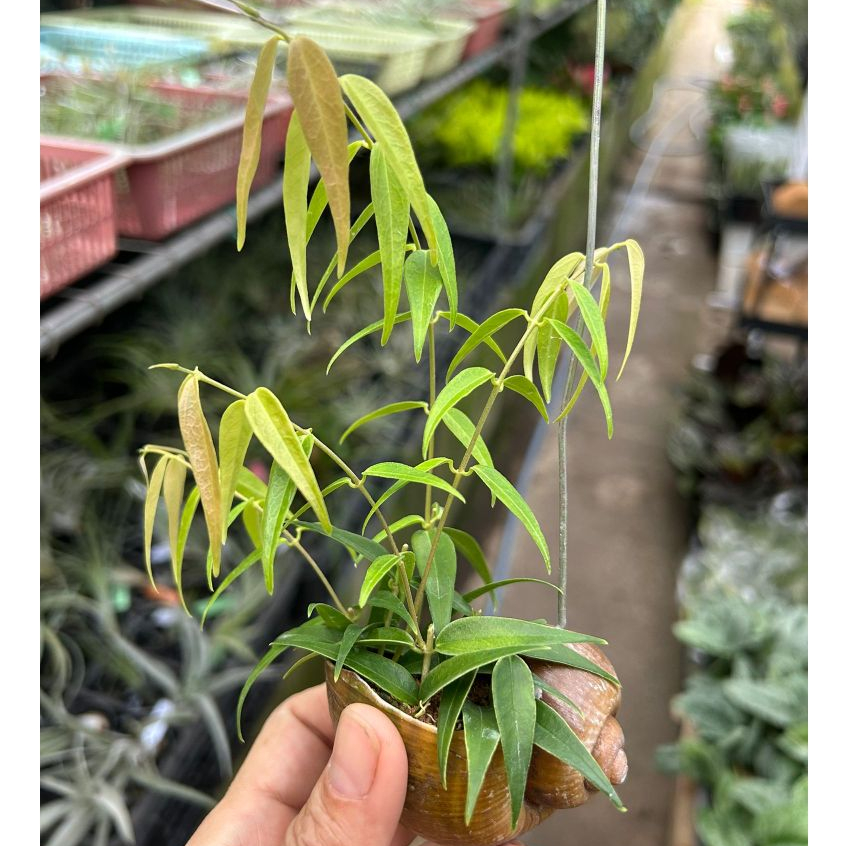 Hoya leucantha on Hanging Snail Shell *Houseplant* | Shopee Singapore