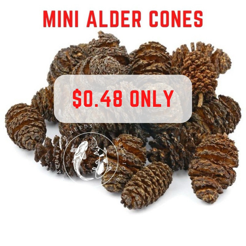 SG READY STOCK | Mini Alder Cones Individual Cones | Shopee Singapore