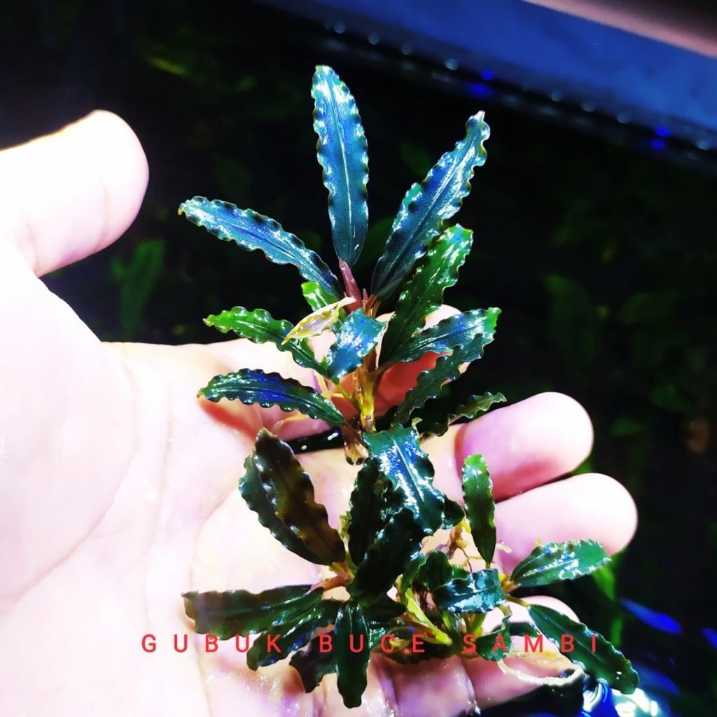 Bucephalandra sordidula\"Blue\" ソルディデュラブルー ブセファランドラ・ソルディデュラ・'ブルー' Bucephalandra