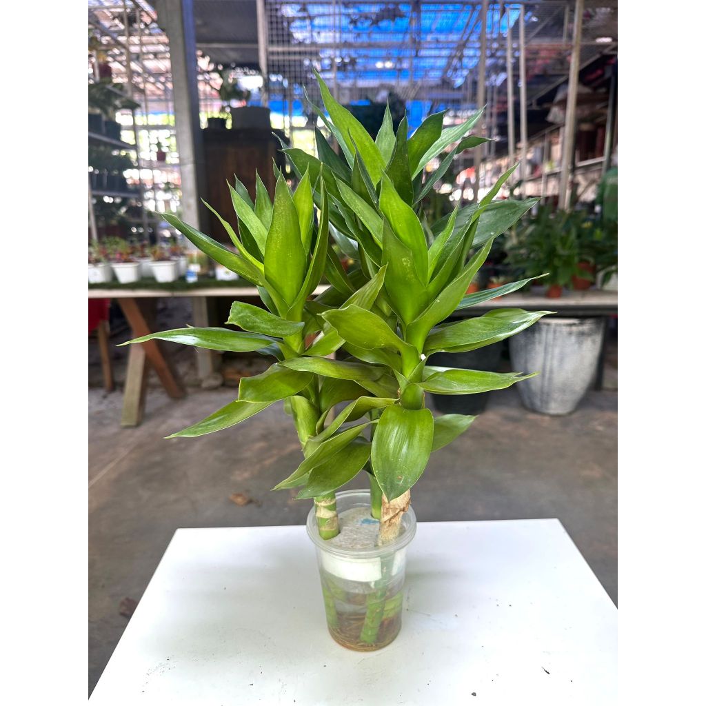thymian efeu primel Elfin Thyme (Thymus serpyllum 'Elfin') – Plants Express main image 0