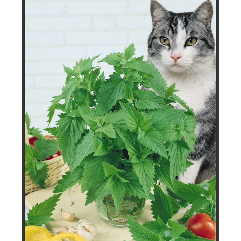 herb plant Catnip cat mint plant organic cat nip edible cat favourite ...