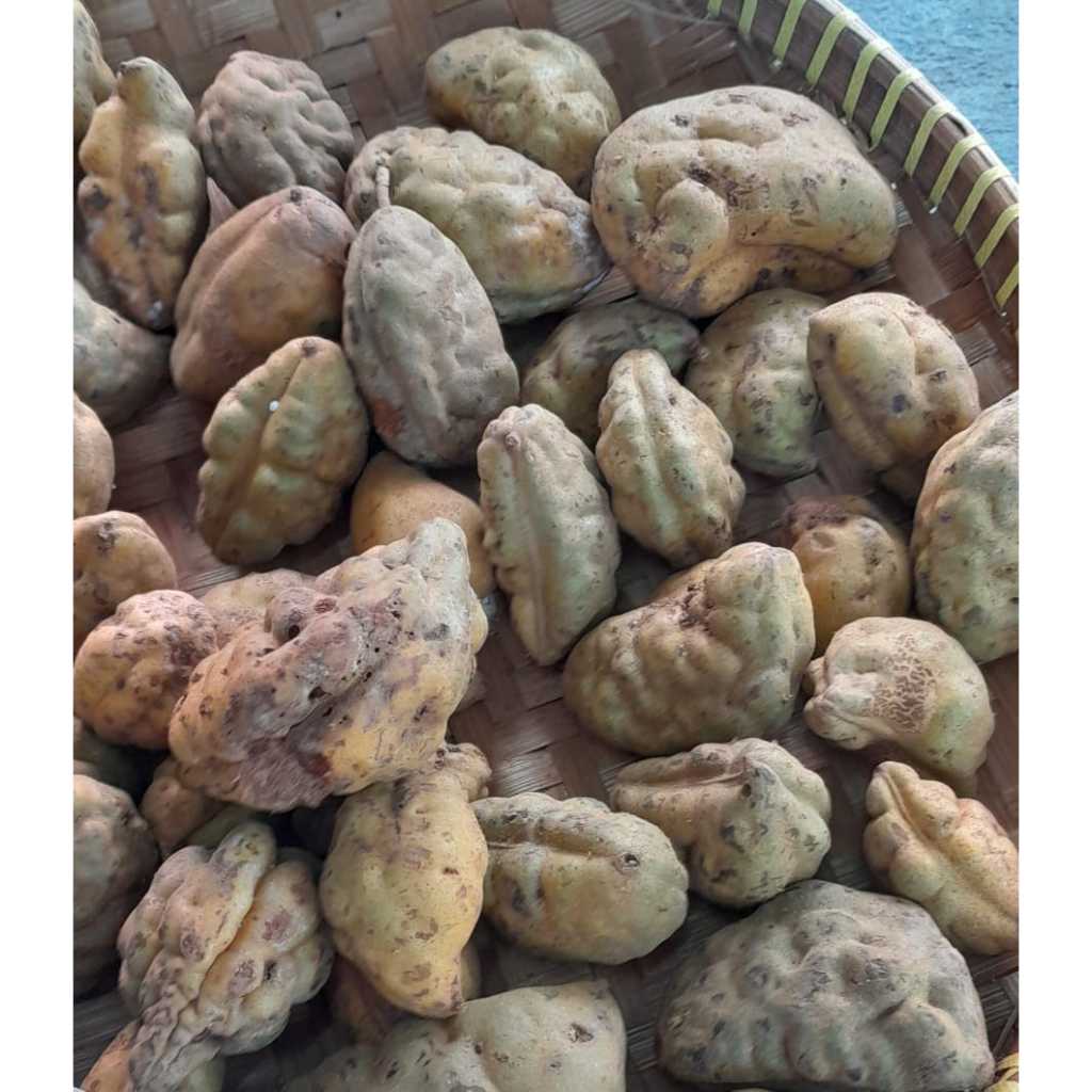 Buah Katak Puru aka Buah Nam-nam aka Buah Namu-namu aka Cynometra ...
