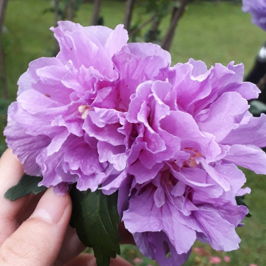 Hibiscus Purple Java | Shopee Singapore
