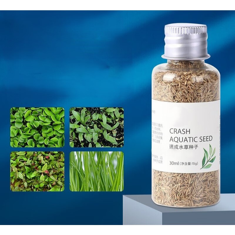 YEE Aquarium Plant Seed, Seeds For Terrarium/Paludarium plant, Fish ...