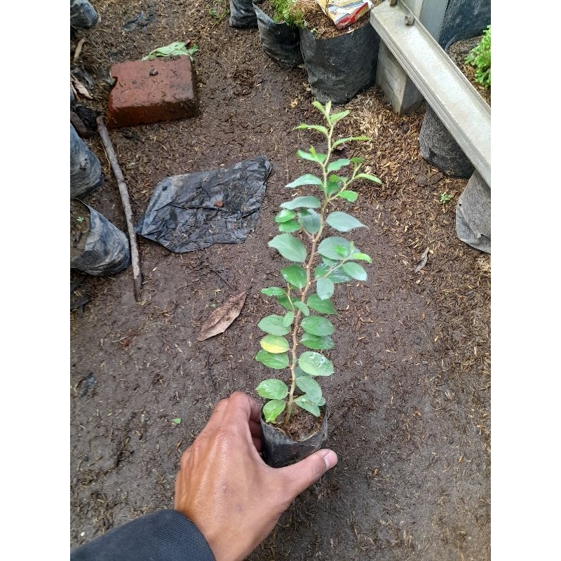 Sindo - Bidara Plant for Ruqyah: Authentic Islamic Healing from Arabia ...