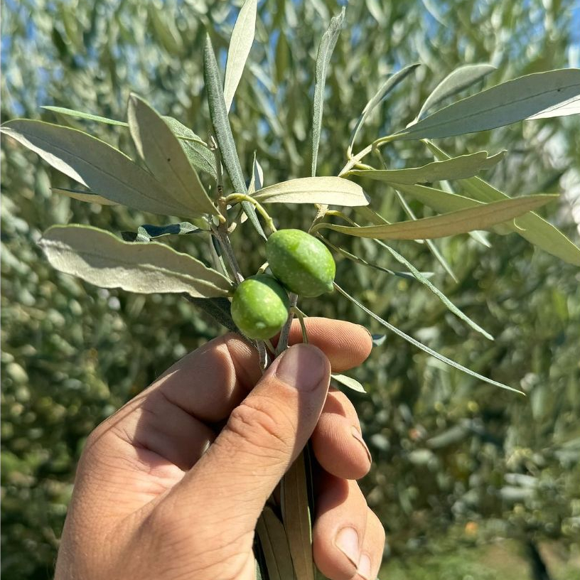 Olea Europaea, Olive, Common Olive | Shopee Singapore