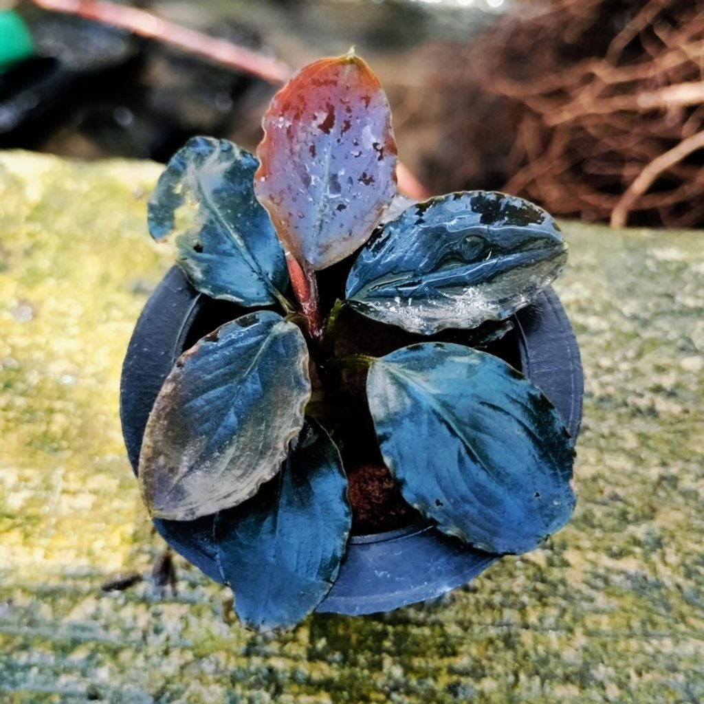 水草 BUCEPHALANDRA Nanga Pino Super Blue Bucephalandra sp. Nanga Pinoh Super Blue :) A rare Buce with