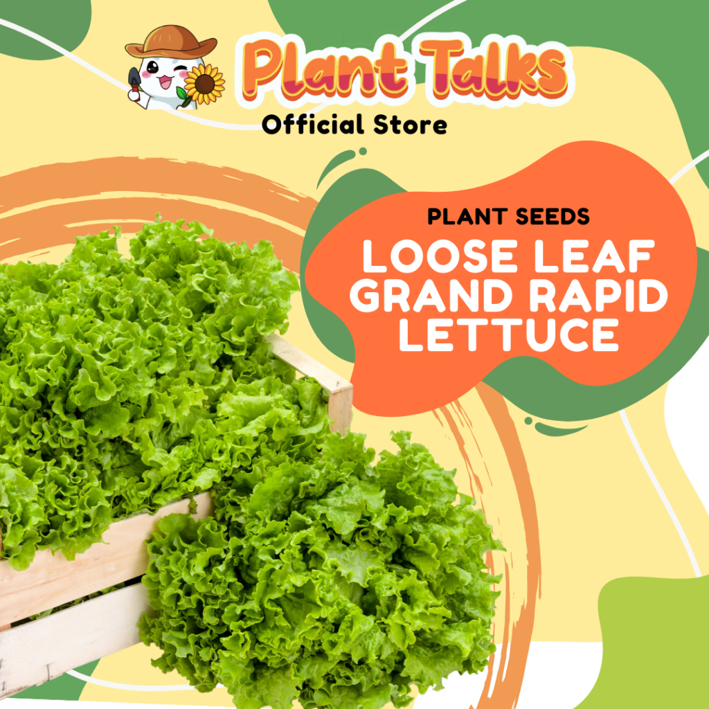 Plant Talks Grand Rapid Lettuce Seed Lettuce Seeds Green Lettuce Seed ...