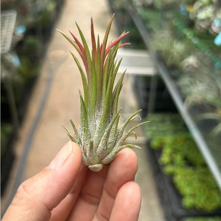 aloe vera plant organic White Succulent Aloe Vera Plant Seeds for Planting
