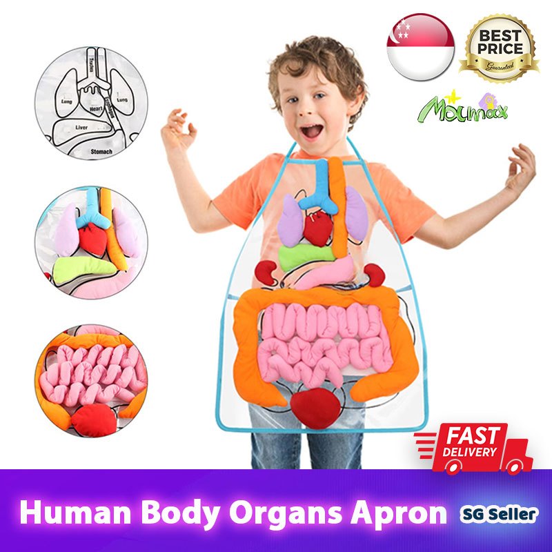 【SG Stock】Baby Educational Montessori 3D Human Body Organs Apron Toy ...