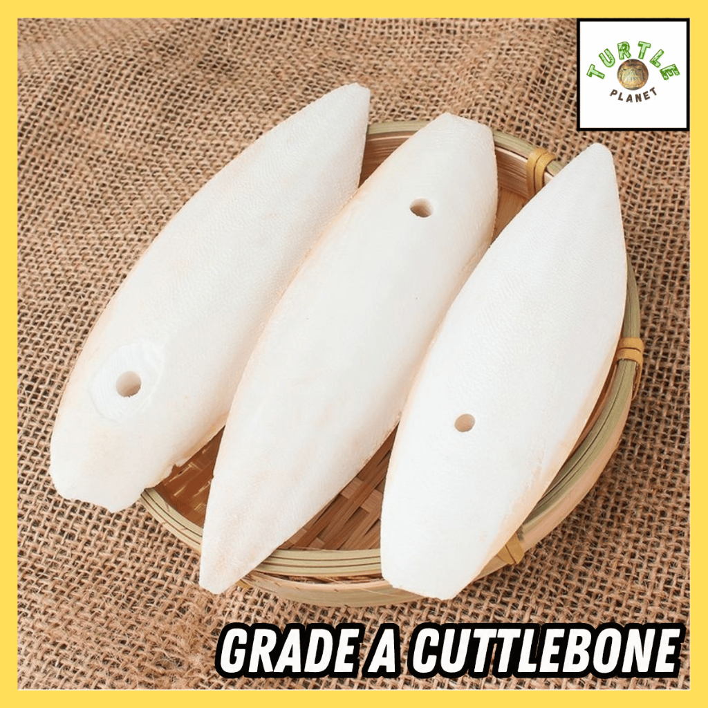 精选墨鱼骨 Grade A Cuttlebone for birds parrots turtle food | Shopee Singapore