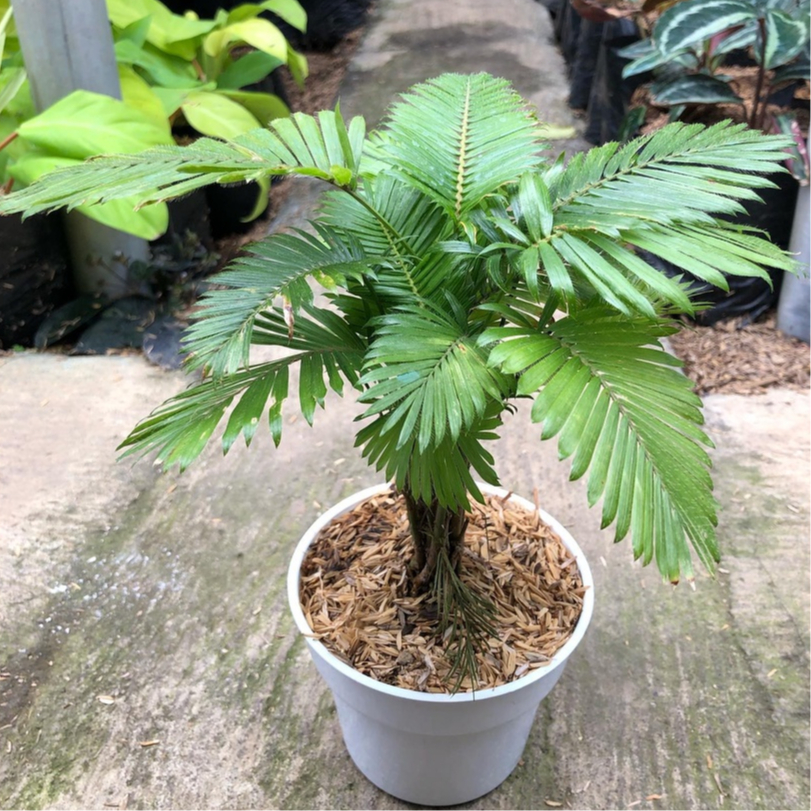 Charming Mini Palm A Gardening Delight for Your Indoor Haven | Shopee ...
