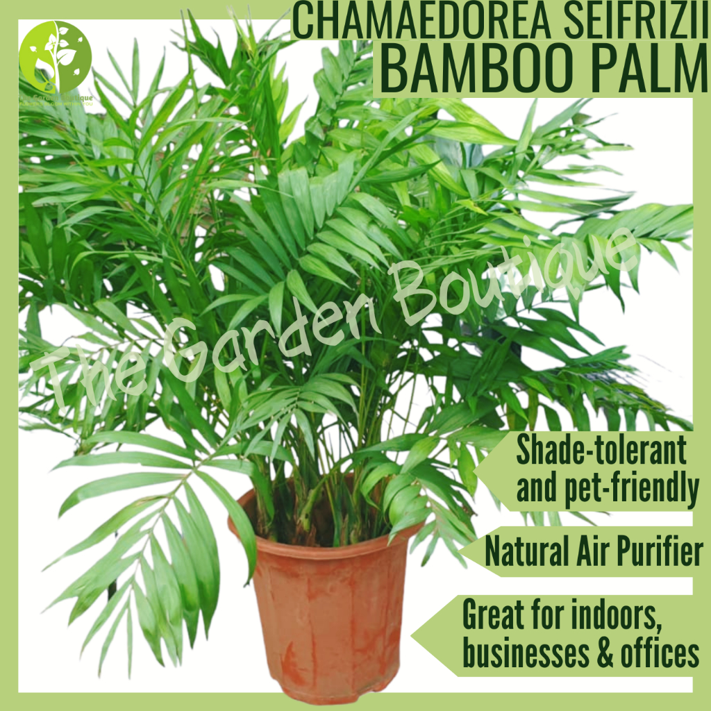 [Local Seller] Chamaedorea seifrizii Bamboo Palm Houseplant Indoor Big