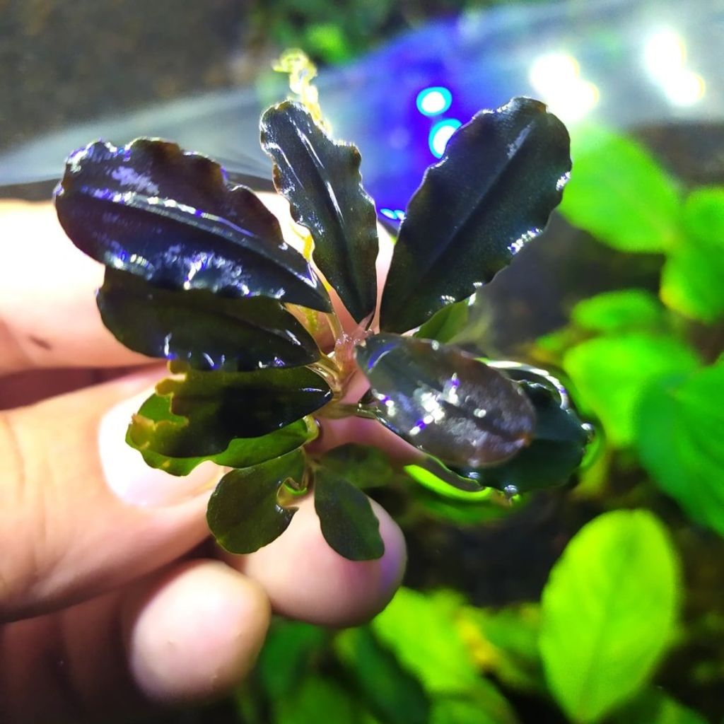 Buy bucephalandra Products At Sale Prices Online - October