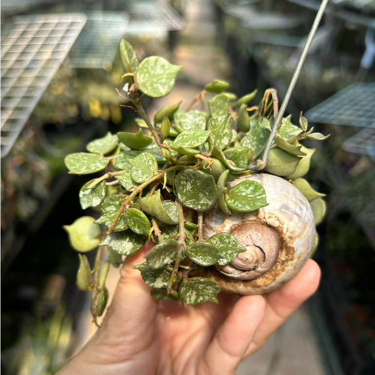 Hoya Curtsii in Hanging Snail Shell *Houseplant* | Shopee Singapore