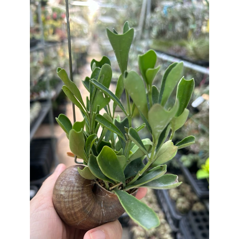Hoya Manipurensis in Hanging Snail Shell *Houseplant* | Shopee Singapore