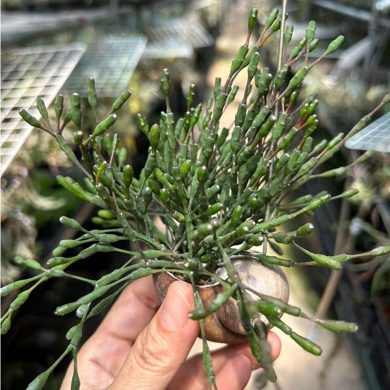 Rhipsalis salicornioides (Dancing Bones Cactus) in Hanging Snail Shell ...