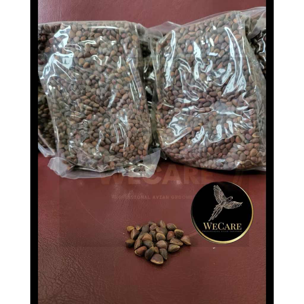 Raw Small Pinenut (500g / 1kg ) | Shopee Singapore