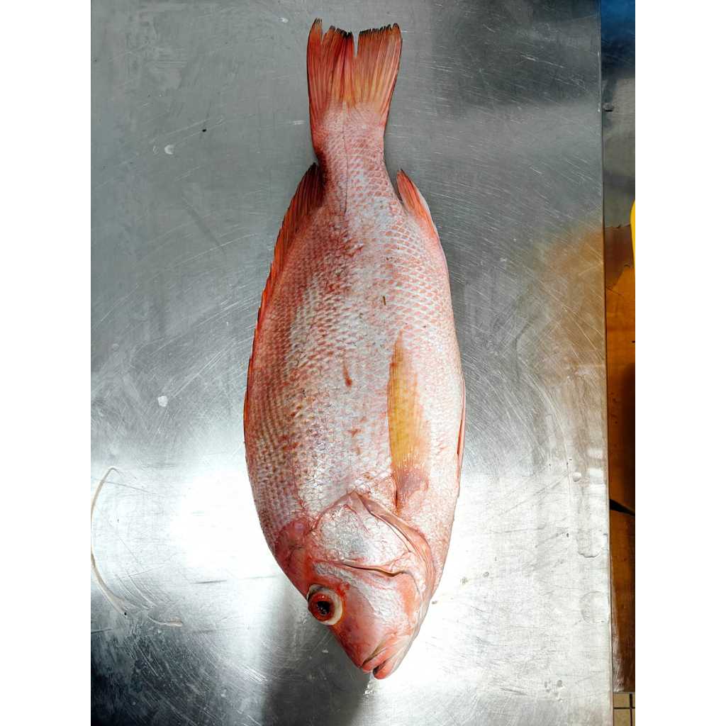 Fresh Red Snapper 2kg (Customized Cutting) | Shopee Singapore