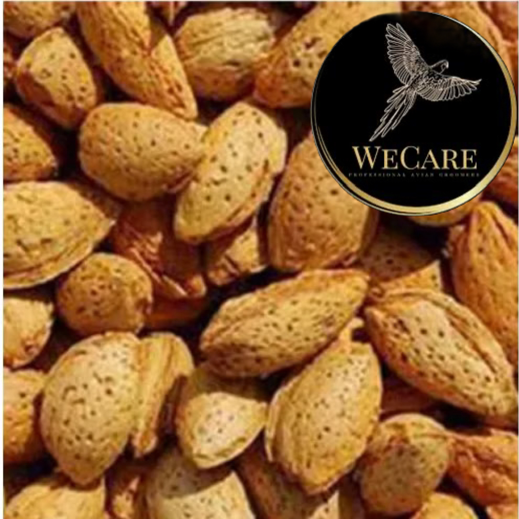 Raw almond in shell | Shopee Singapore