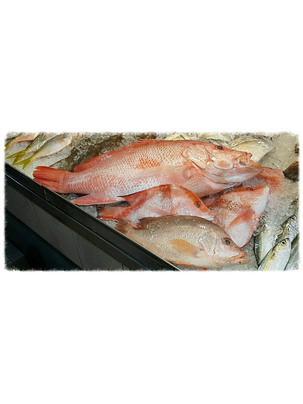 FRESH Wild Caught Snapper, Red and Gold (Whole Fish) | Shopee Singapore