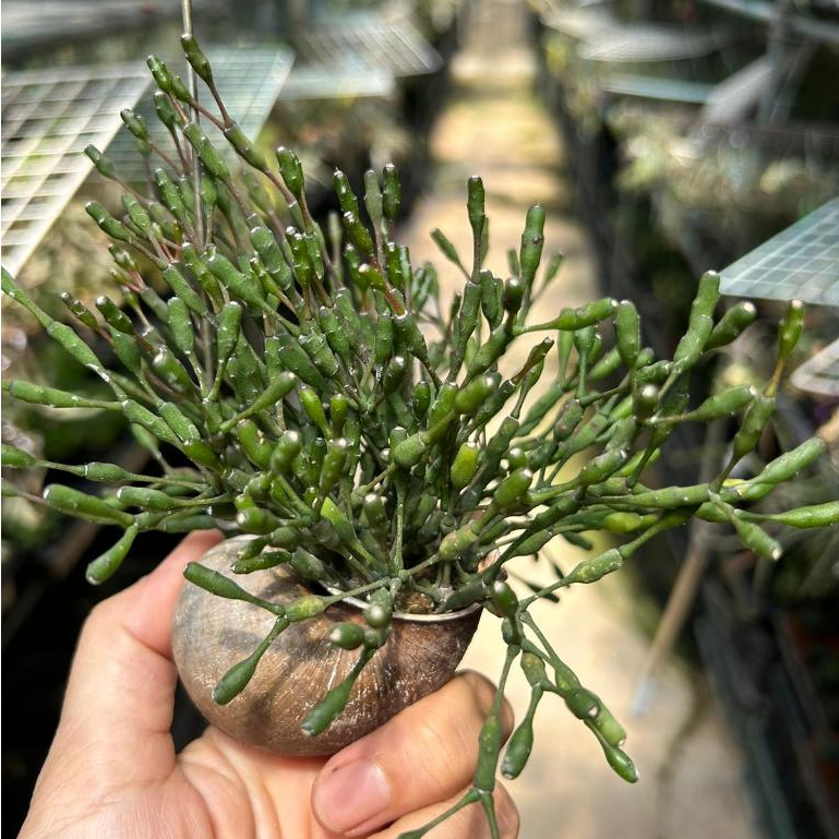 Rhipsalis salicornioides (Dancing Bones Cactus) in Hanging Snail Shell ...