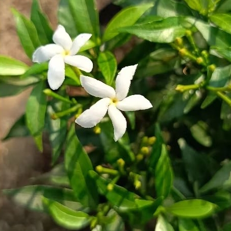 Rombusa Mini (Scientific Name: Rombusa spp.) - Compact & Elegant Indoor ...
