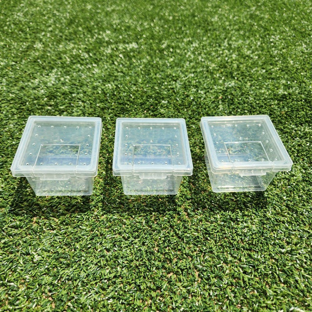 Lizard Crested Gecko Egg Storage Cage 3EA SET | Shopee Singapore