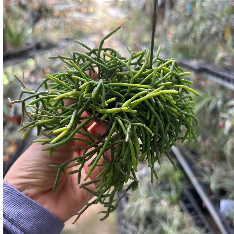 Rhipsalis baccifera (Mistletoe Cactus) in a Hanging Snail Shell ...
