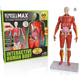 SmartLab Toys Squishy Human Body Anatomy/ Be Amazing! Toys 2331 ...