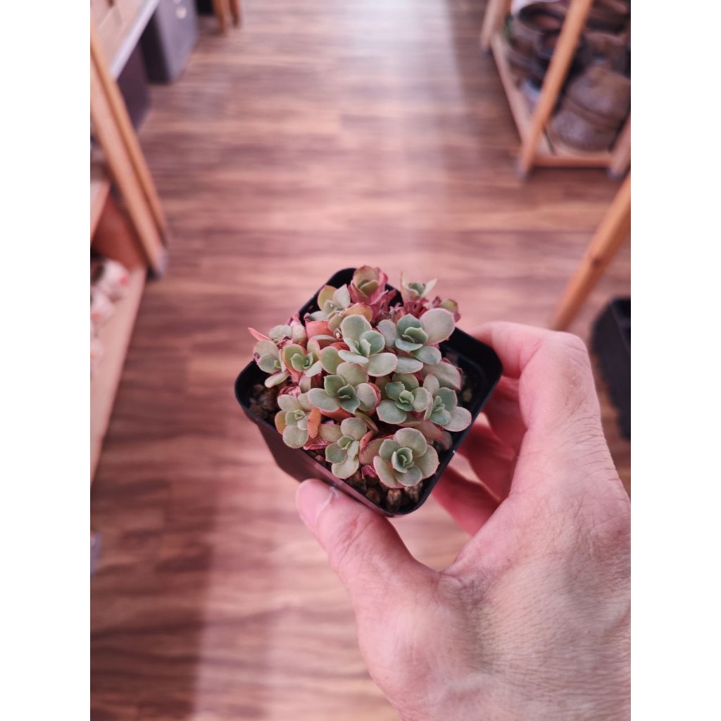 Succulents Suyon 秀妍 Small SG In-stock Free soil included | Shopee Singapore