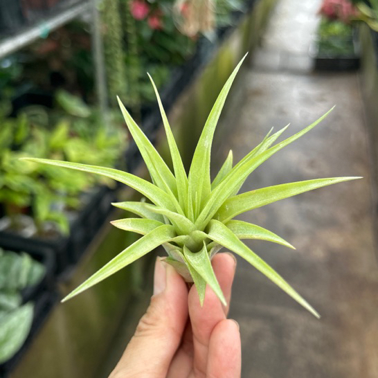 red edged dracaena 2' Artificial Dracaena Marginata Plant