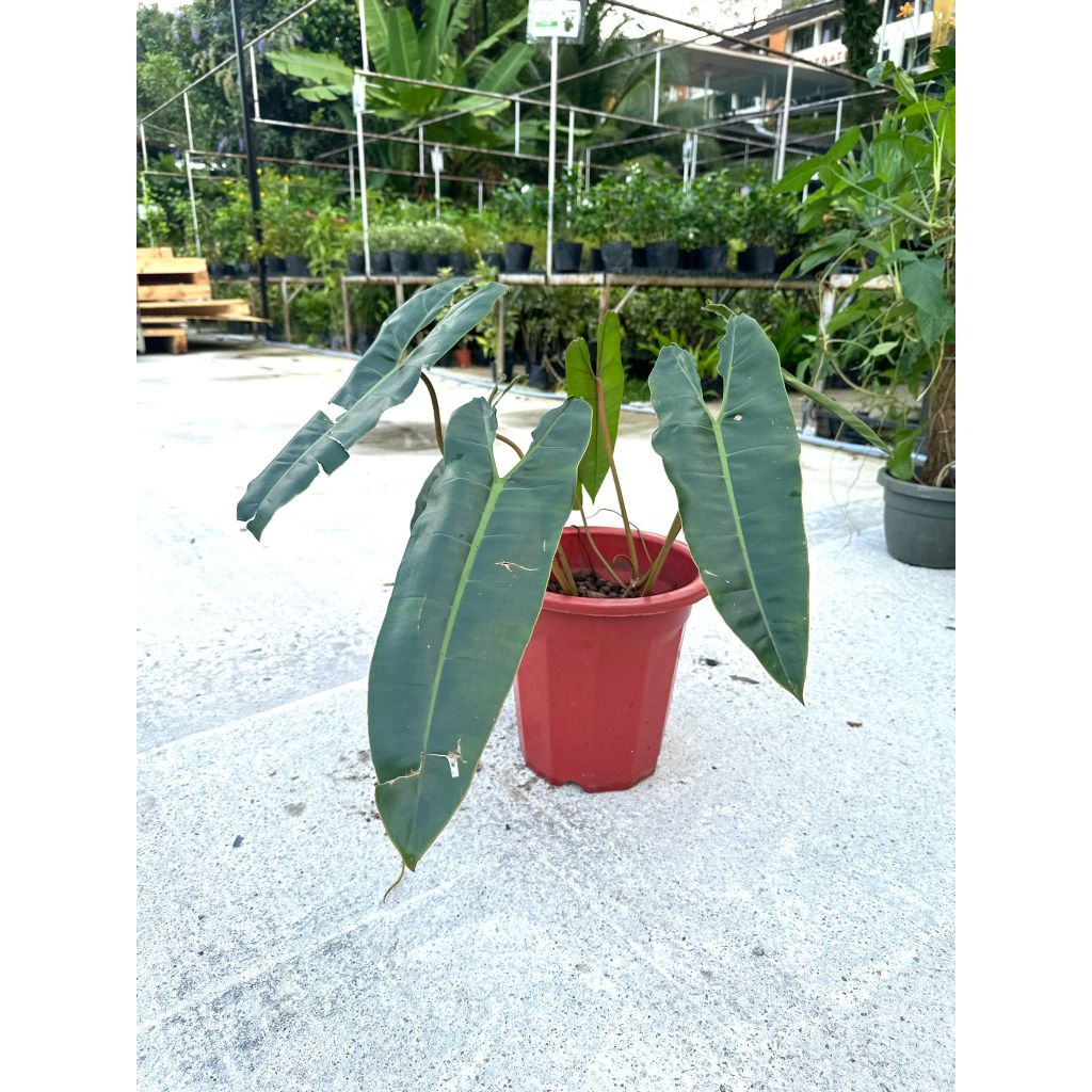 mature philodendron Philodendron verrucosum main image 0